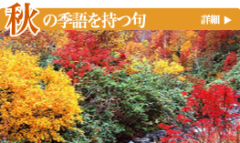 �H�̋G�������