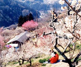 �R���́@���Βx���@�~�̉Ԃ̐��쌻��