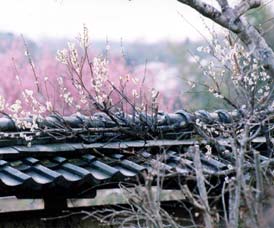 ���҂���@�~�������s���@���R���̐��쌻��