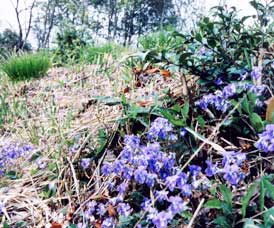 �R�H���ā@�����䂩���@俑��̐��쌻��