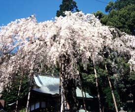 �W���@������V��́@�v�Џo�̐��쌻��