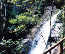 �ق�ق�Ɓ@�R���U�邩�@��̉��̐��쌻��