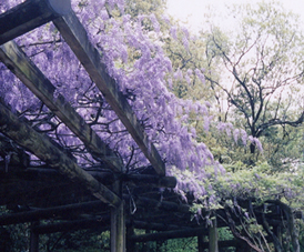 �����ā@�h�؂鍠��@���̉Ԃ̐��쌻��