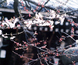 �����@�܂肵�������́@�\���Ȃ�̐��쌻��