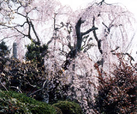 ���܂��܂́@���Ǝv�Џo���@�����Ȃ̐��쌻��