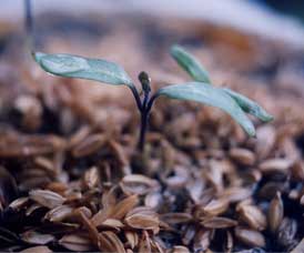 �t�J��@��t�ɖG���@�֎q��