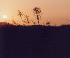 �t�����ā@�܂�����́@��R���Ȃ̐��쌻��