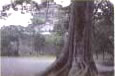 上野公園