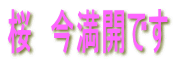 桜　今満開です