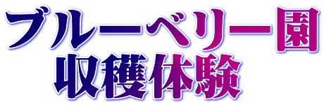 ブルーベリー園 　収穫体験